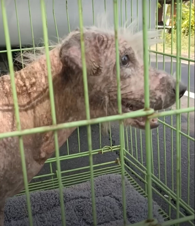 Inspiradora historia de rescate y transformación de un perro que pasó de ser calvo y temeroso a convertirse en un lindo osito de peluche