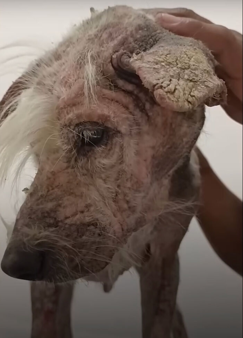 Inspiradora historia de rescate y transformación de un perro que pasó de ser calvo y temeroso a convertirse en un lindo osito de peluche