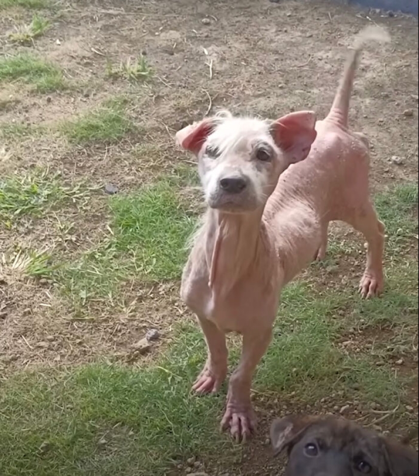 Inspiradora historia de rescate y transformación de un perro que pasó de ser calvo y temeroso a convertirse en un lindo osito de peluche