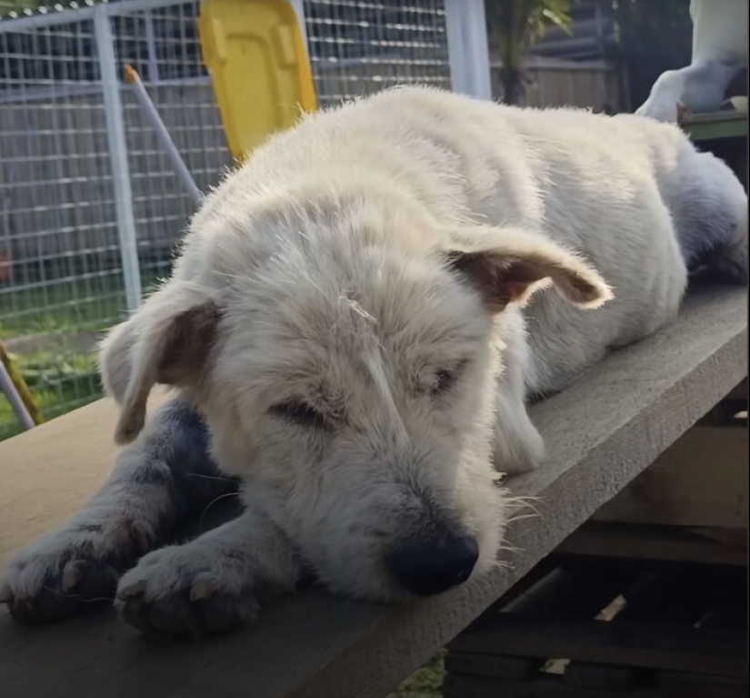 Inspiradora historia de rescate y transformación de un perro que pasó de ser calvo y temeroso a convertirse en un lindo osito de peluche