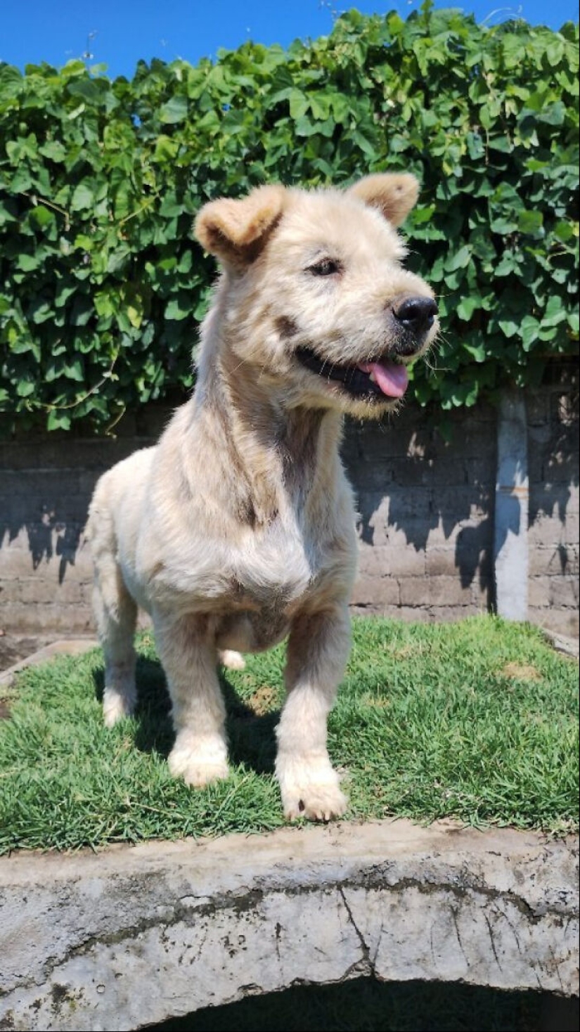 Inspiradora historia de rescate y transformación de un perro que pasó de ser calvo y temeroso a convertirse en un lindo osito de peluche