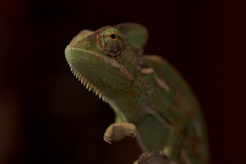 Interesting facts about chameleons