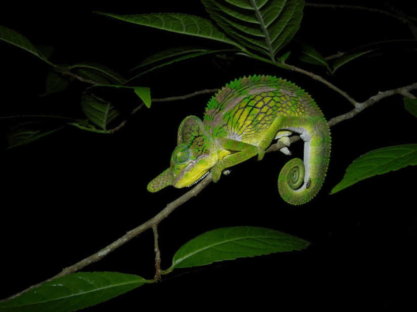 Interesting facts about chameleons