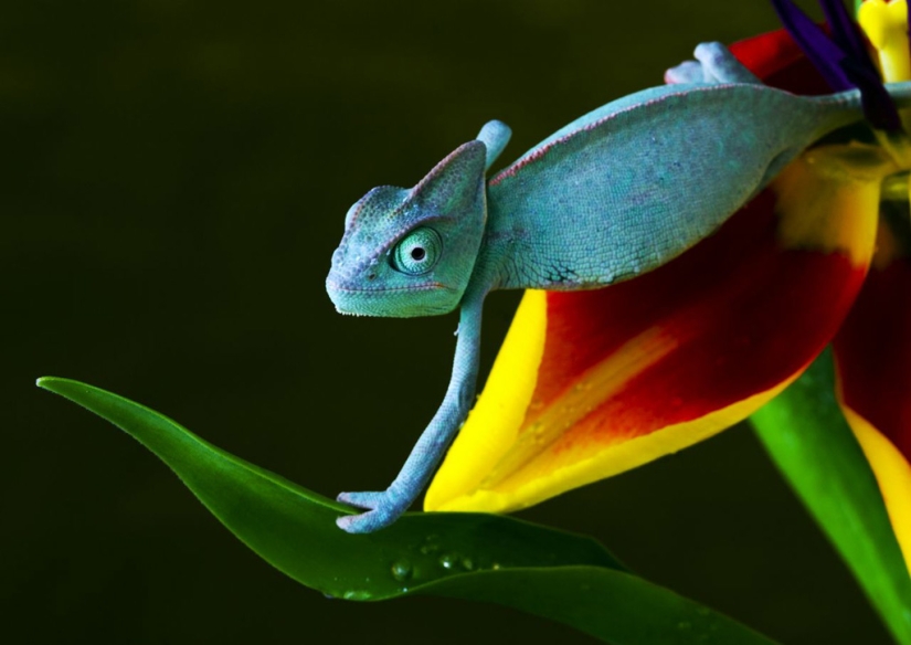 Interesting facts about chameleons