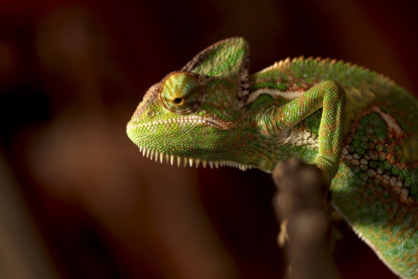 Interesting facts about chameleons