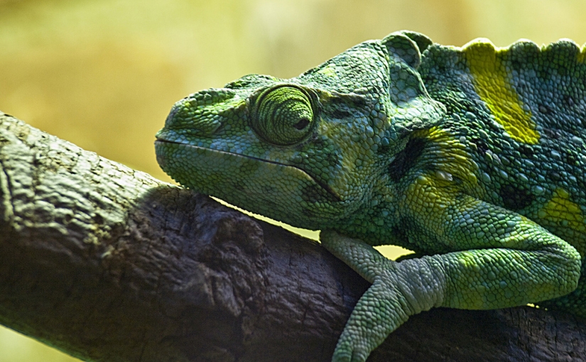 Interesting facts about chameleons