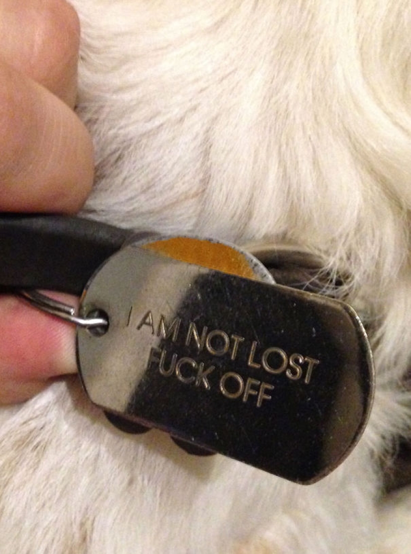 Inventive life hacks from dog owners