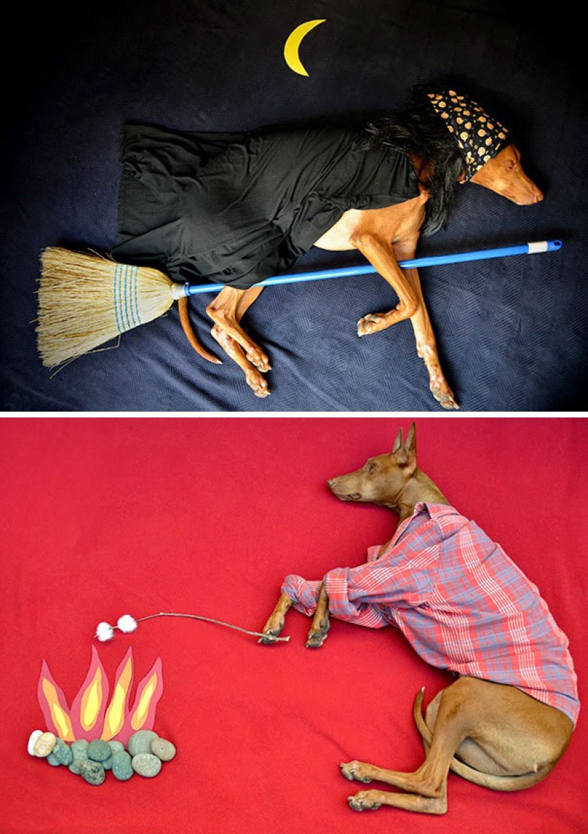 Inventive life hacks from dog owners