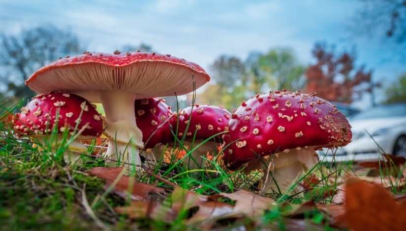 Is it possible to die if you eat fly agaric