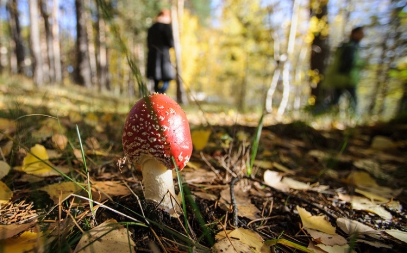 Is it possible to die if you eat fly agaric