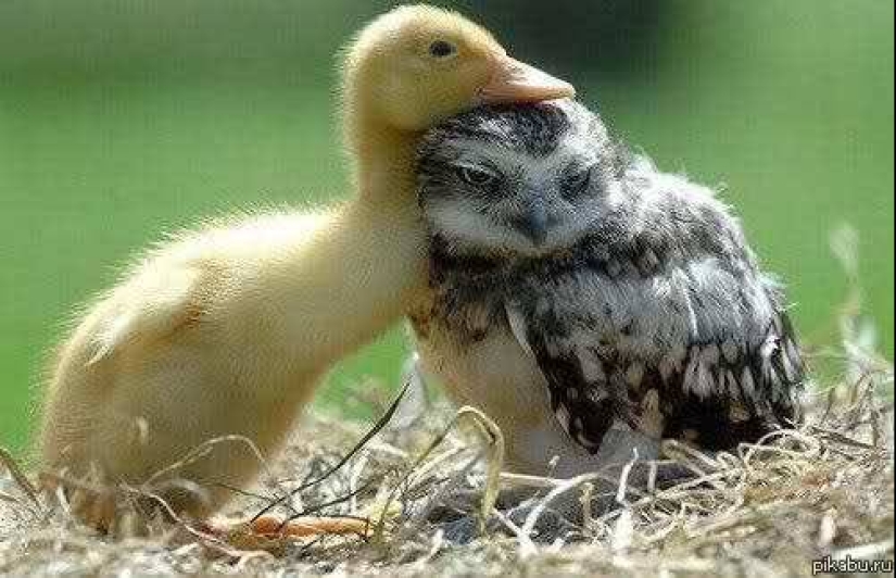 Is this a maternal instinct? The owl took custody of the duckling