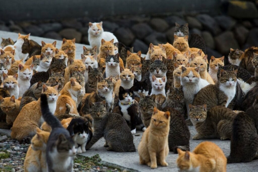 Isla de Tashiro-jima: cómo un pequeño pedazo de tierra se convirtió en un paraíso para los gatos