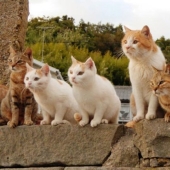 Isla de Tashiro-jima: cómo un pequeño pedazo de tierra se convirtió en un paraíso para los gatos