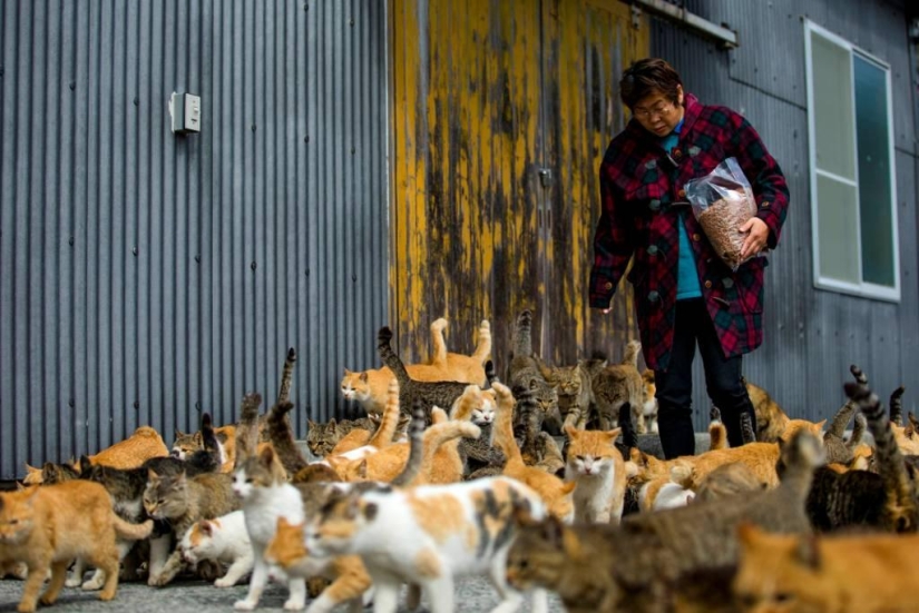 Isla de Tashiro-jima: cómo un pequeño pedazo de tierra se convirtió en un paraíso para los gatos