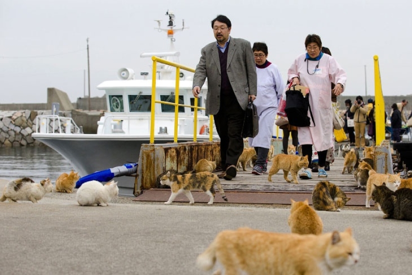 Isla de Tashiro-jima: cómo un pequeño pedazo de tierra se convirtió en un paraíso para los gatos