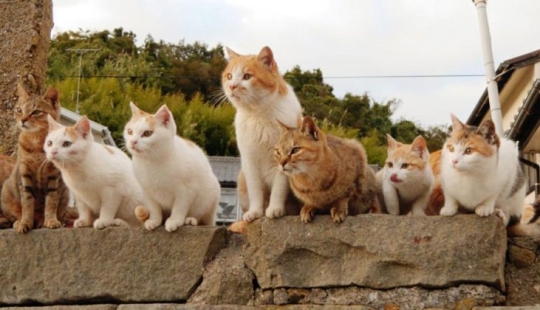 Isla de Tashiro-jima: cómo un pequeño pedazo de tierra se convirtió en un paraíso para los gatos