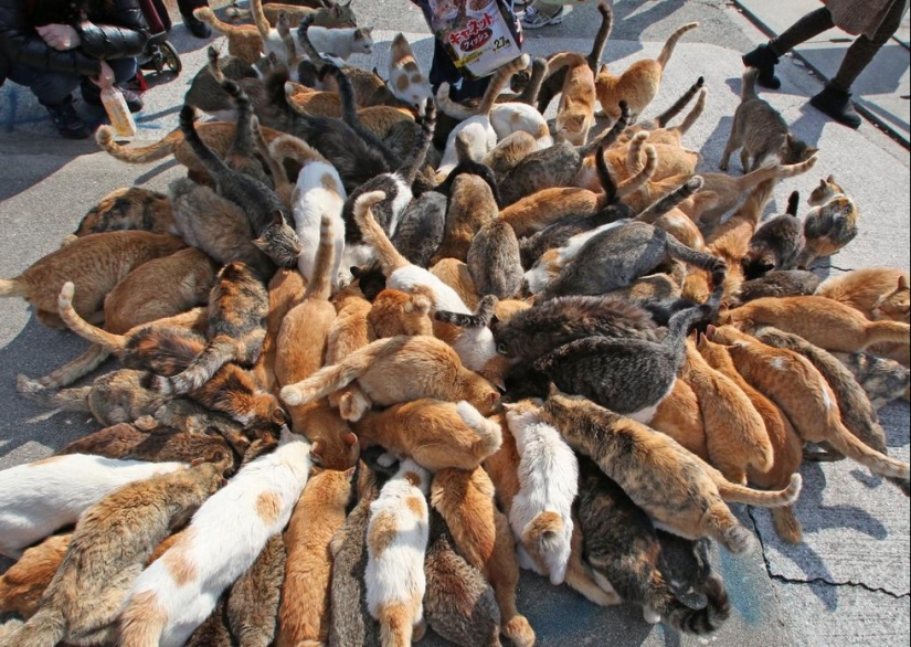 Isla de Tashiro-jima: cómo un pequeño pedazo de tierra se convirtió en un paraíso para los gatos