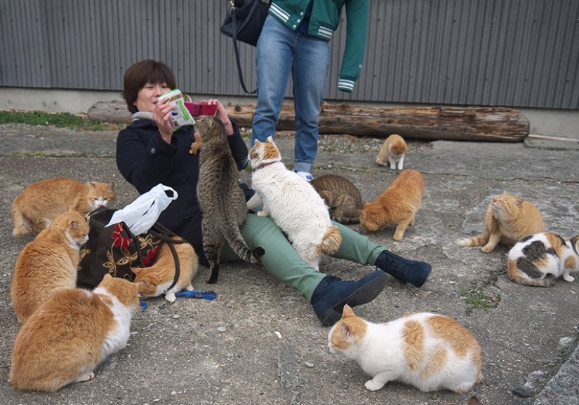 Isla de Tashiro-jima: cómo un pequeño pedazo de tierra se convirtió en un paraíso para los gatos