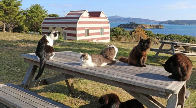 Isla de Tashiro-jima: cómo un pequeño pedazo de tierra se convirtió en un paraíso para los gatos