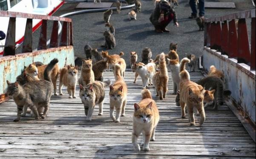 Isla de Tashiro-jima: cómo un pequeño pedazo de tierra se convirtió en un paraíso para los gatos