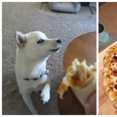 It is impossible to refuse: 22 photos about how animals are able to beg for food