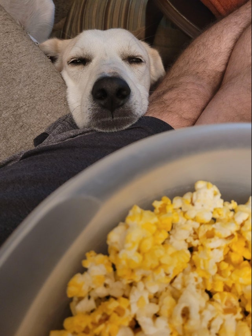 It is impossible to refuse: 22 photos about how animals are able to beg for food