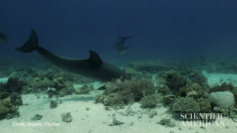 It turned out that dolphins are self-medicating with the help of corals