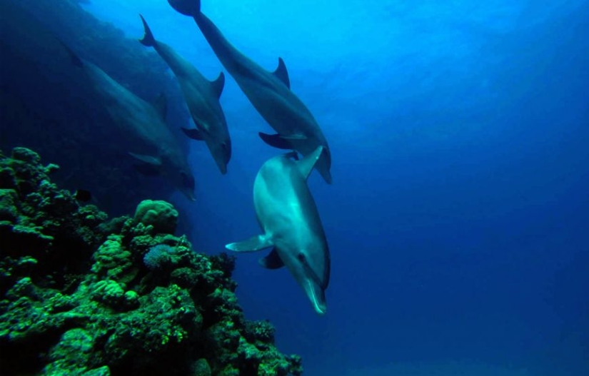 It turned out that dolphins are self-medicating with the help of corals