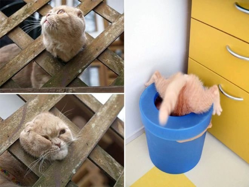 "It's even a shame to remember such a thing!»: shameful moments of naughty cats