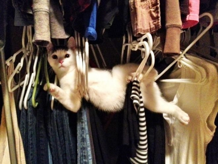 "It's even a shame to remember such a thing!»: shameful moments of naughty cats