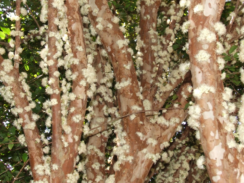 Jabotikaba es un árbol de uva increíble