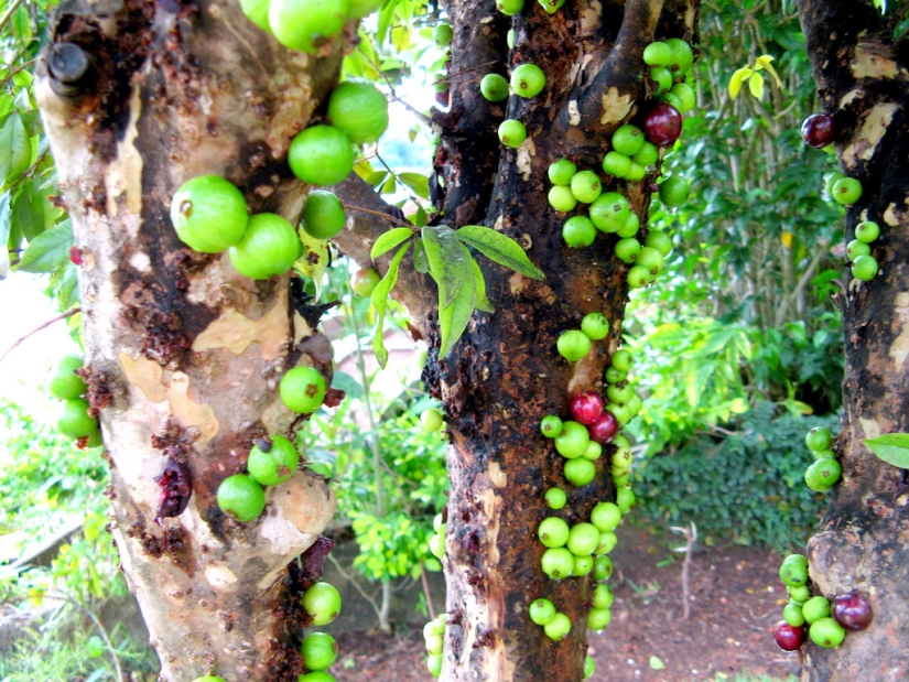 Jabotikaba es un árbol de uva increíble