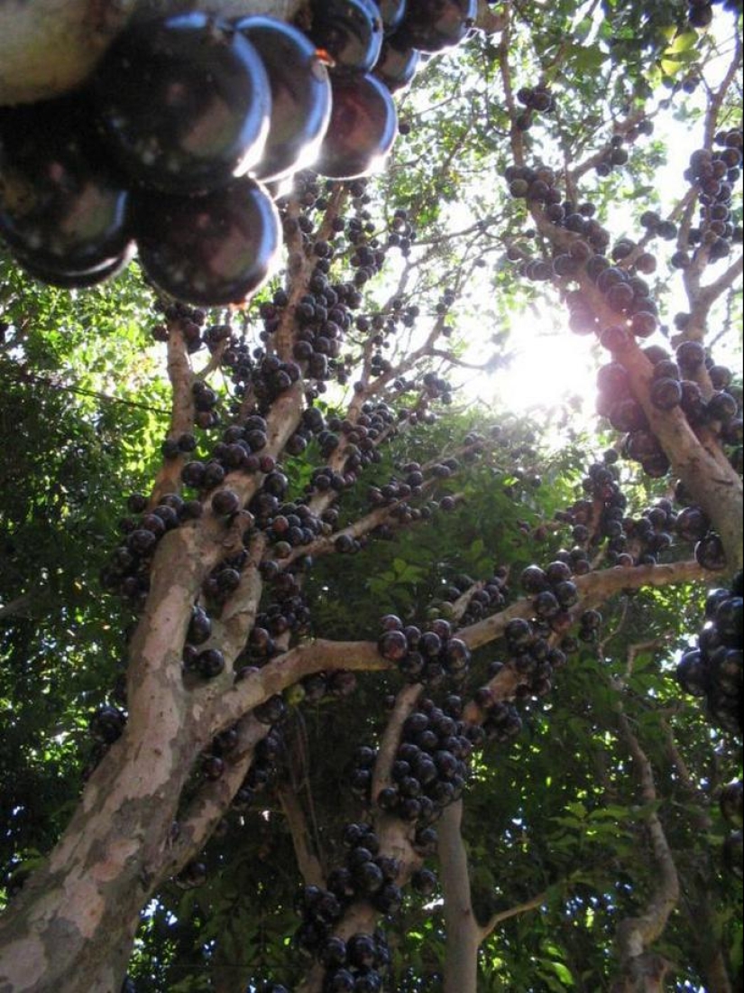 Jabotikaba es un árbol de uva increíble