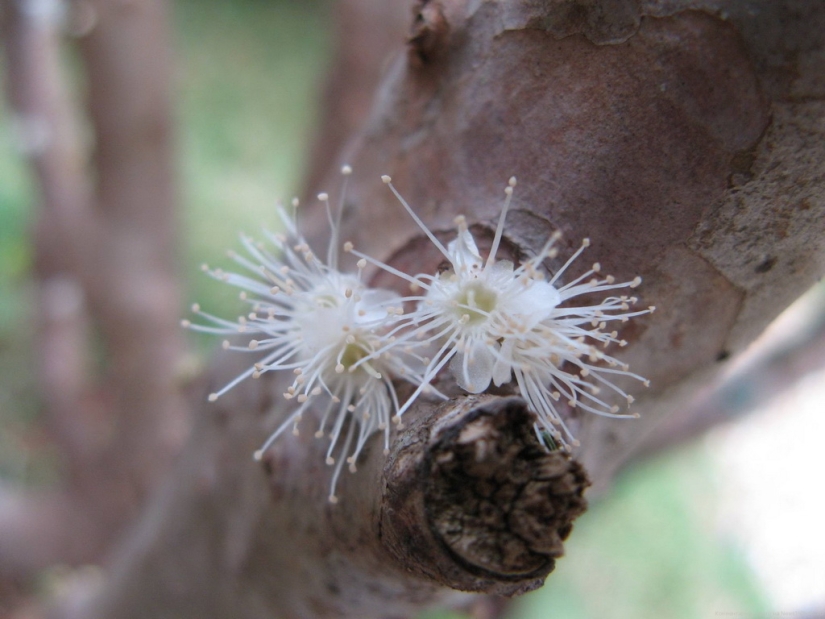 Jabotikaba es un árbol de uva increíble