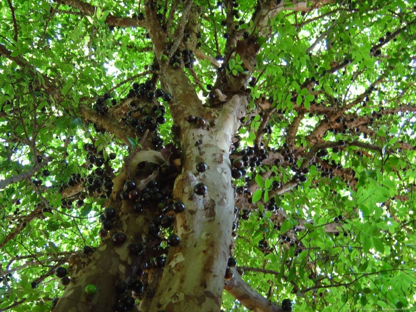 Jabotikaba es un árbol de uva increíble