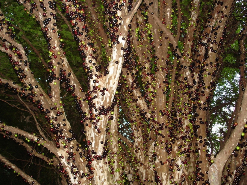 Jabotikaba is an amazing grape tree