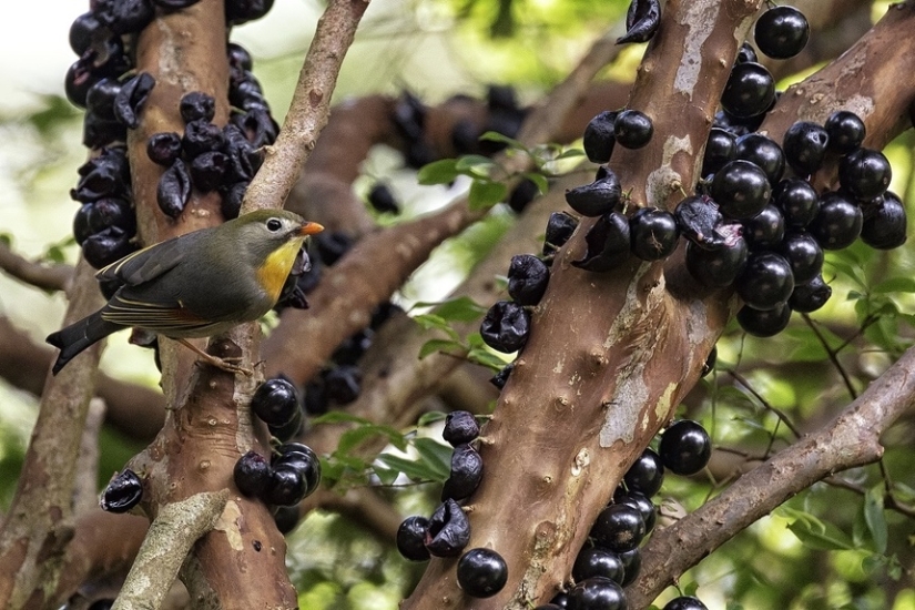 Jabotikaba is an amazing grape tree