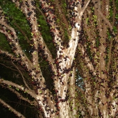 Jabotikaba is an amazing grape tree