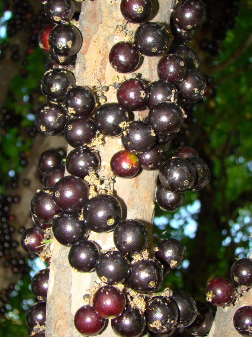 Jabotikaba is an amazing grape tree