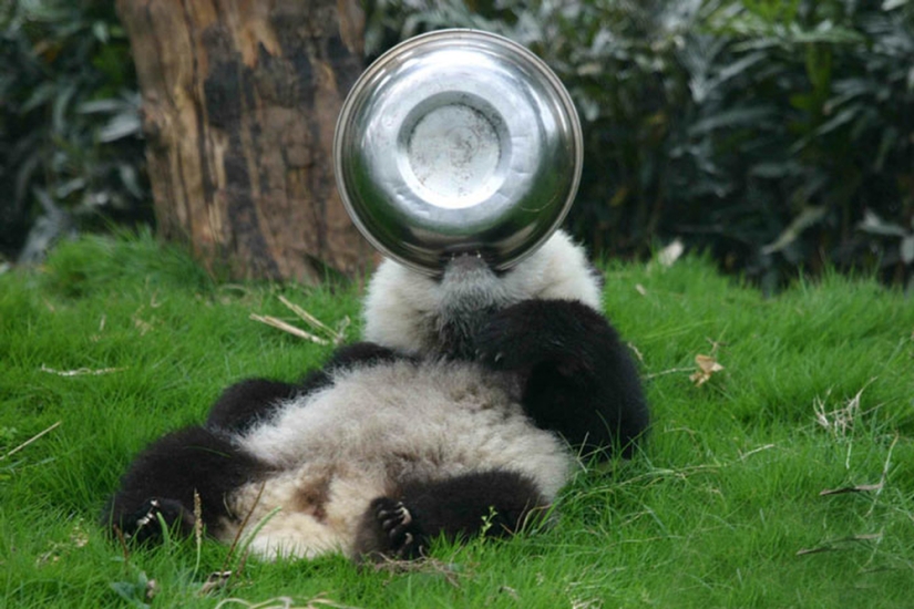 Kindergarten for pandas is the sweetest place in the world