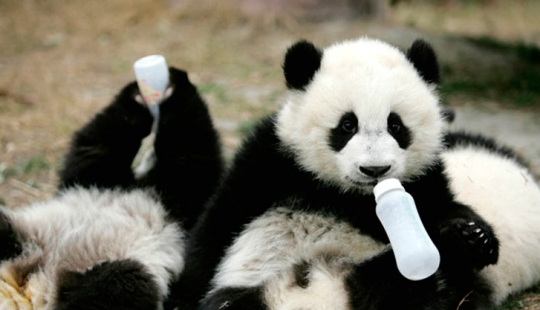 Kindergarten for pandas is the sweetest place in the world