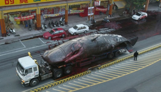 &quot;Kitostrofa&quot; en Taiwán: un gigante marino explotó en la calle