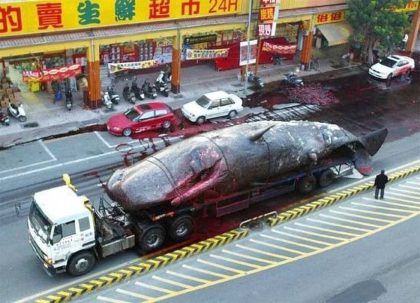 &quot;Kitostrofa&quot; in Taiwan - a sea giant exploded on the street