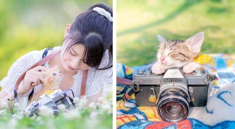 Kittens and cameras: a cute photo series of a photographer from Japan