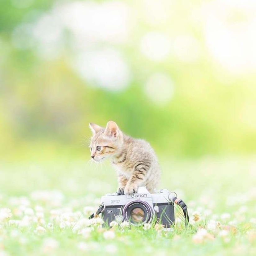 Kittens and cameras: a cute photo series of a photographer from Japan