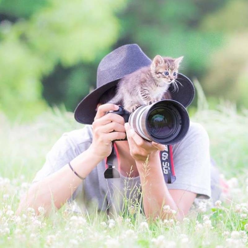 Kittens and cameras: a cute photo series of a photographer from Japan