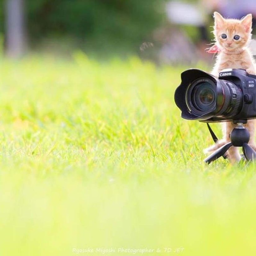 Kittens and cameras: a cute photo series of a photographer from Japan