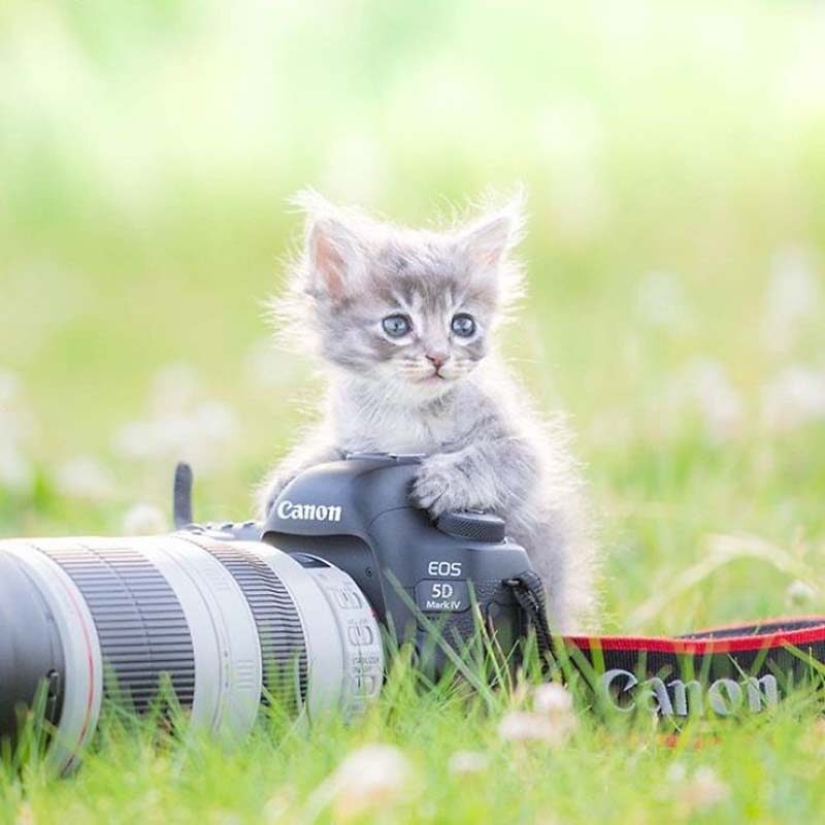 Kittens and cameras: a cute photo series of a photographer from Japan