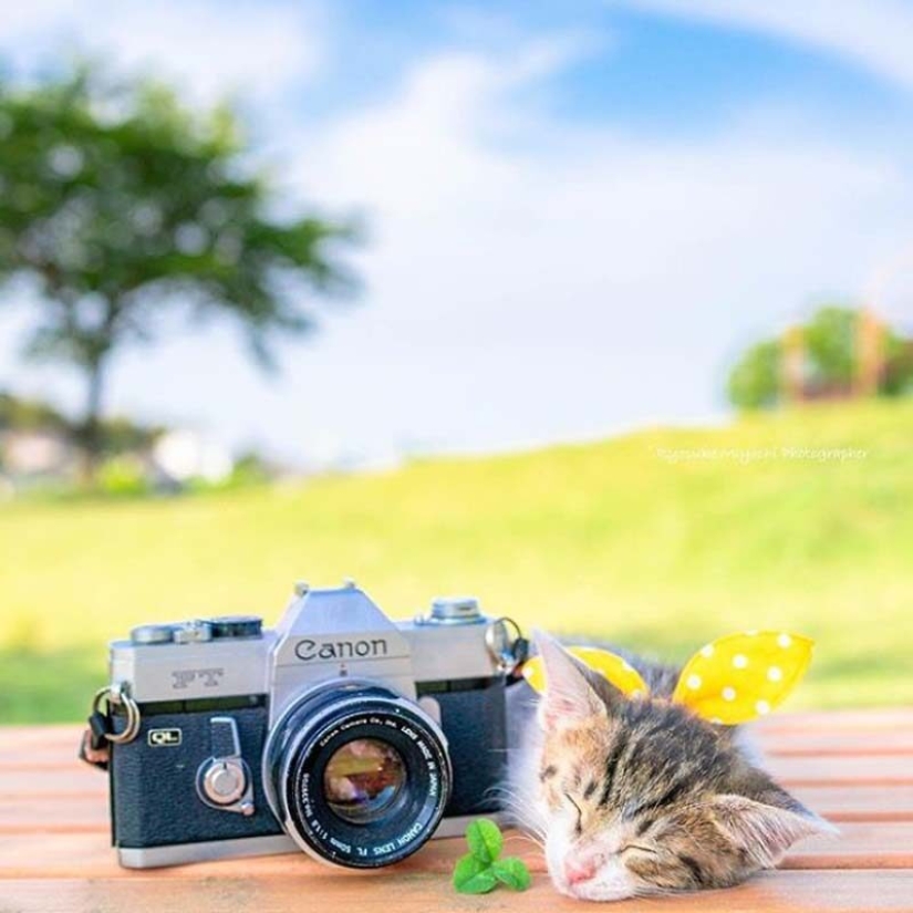 Kittens and cameras: a cute photo series of a photographer from Japan