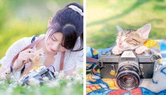 Kittens and cameras: a cute photo series of a photographer from Japan